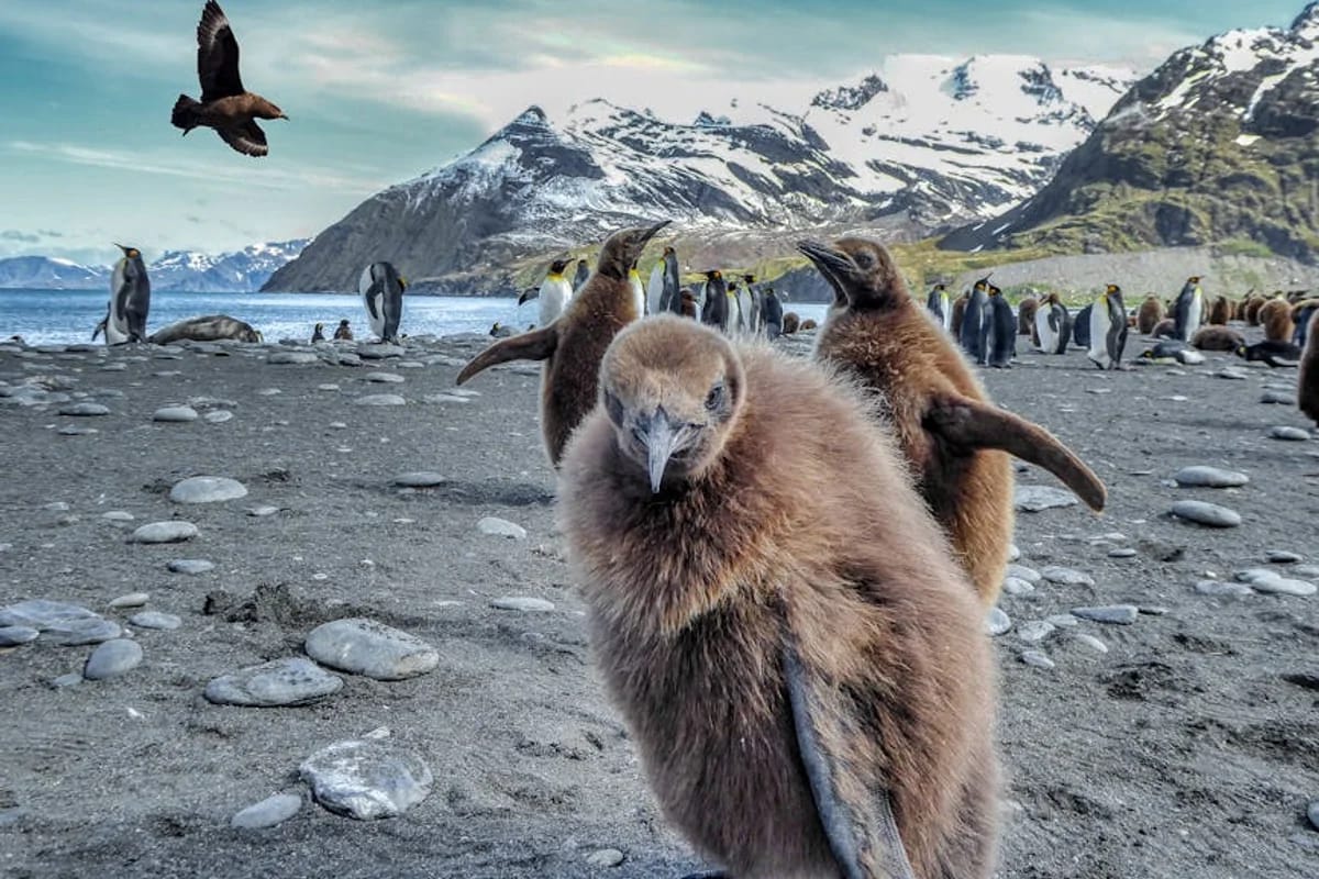 Pinguine beobachten