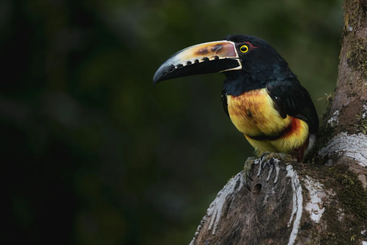 Nationalpark Corcovado Expedition