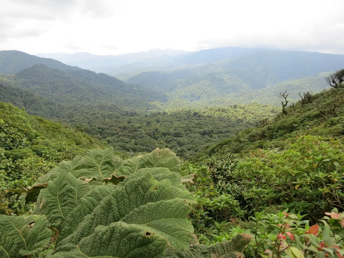 Ziplining im Monteverde Nebelwald