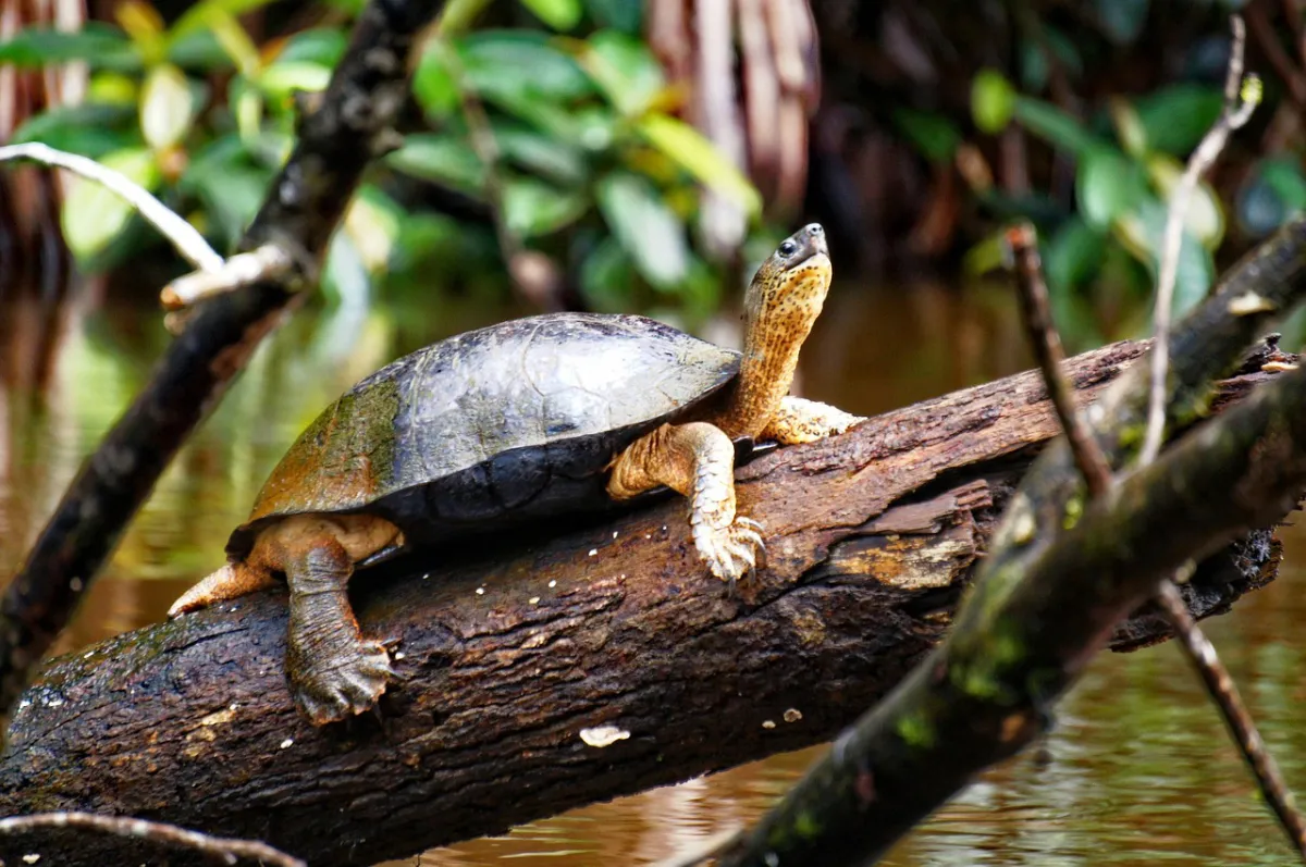 Tortuguero Schildkröten-Beobachtung