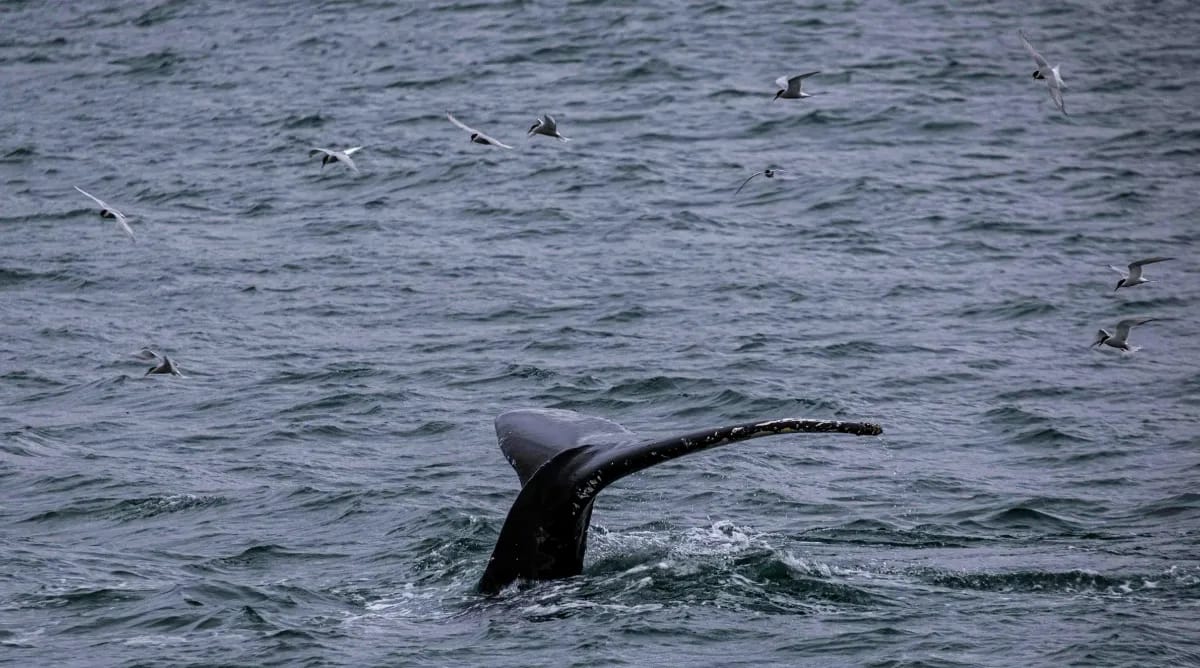 Whale Watching von Húsavík