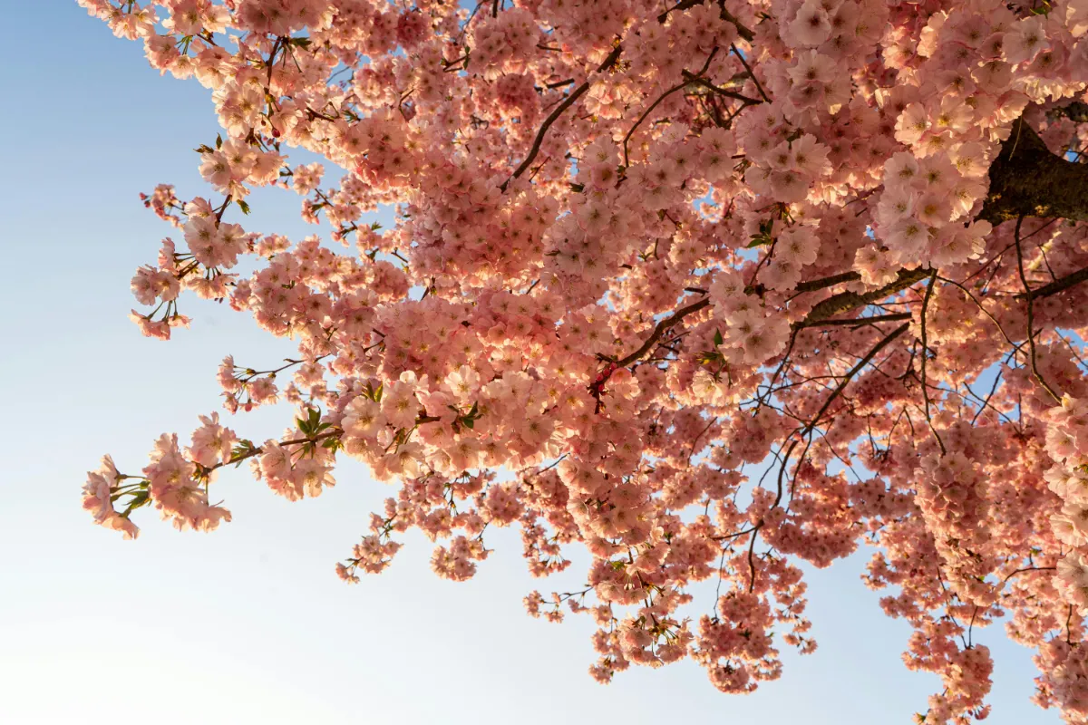 Kirschblüten-Viewing