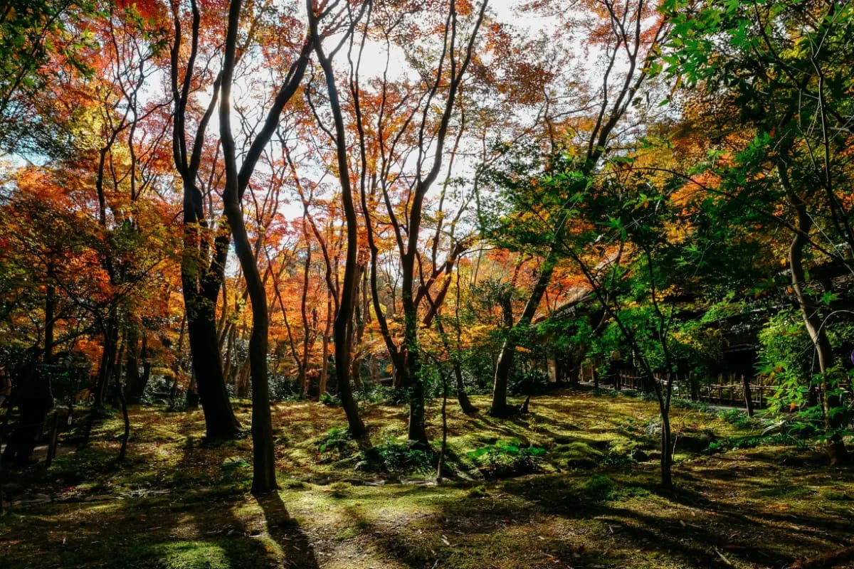 Herbstfarben in Kyoto