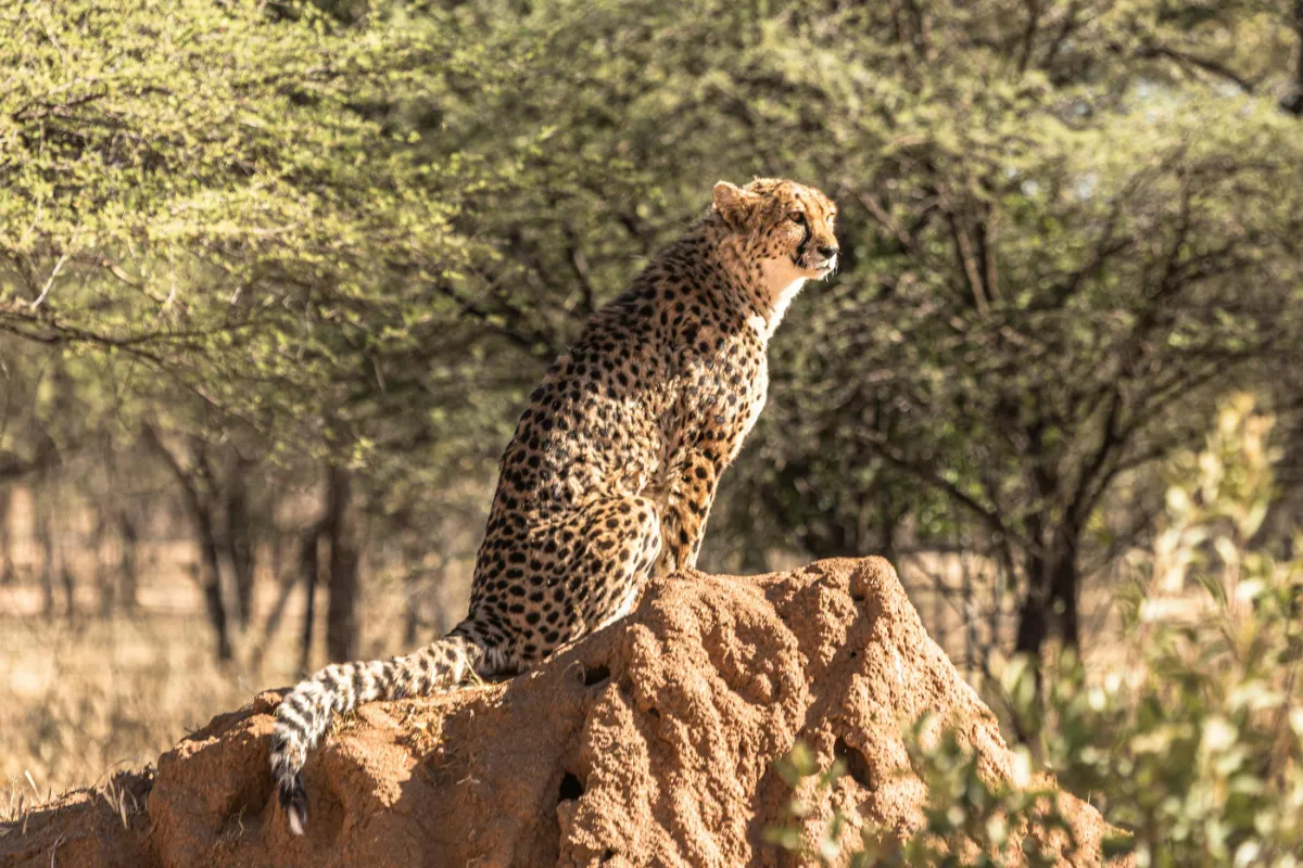 Safari-Erlebnisse