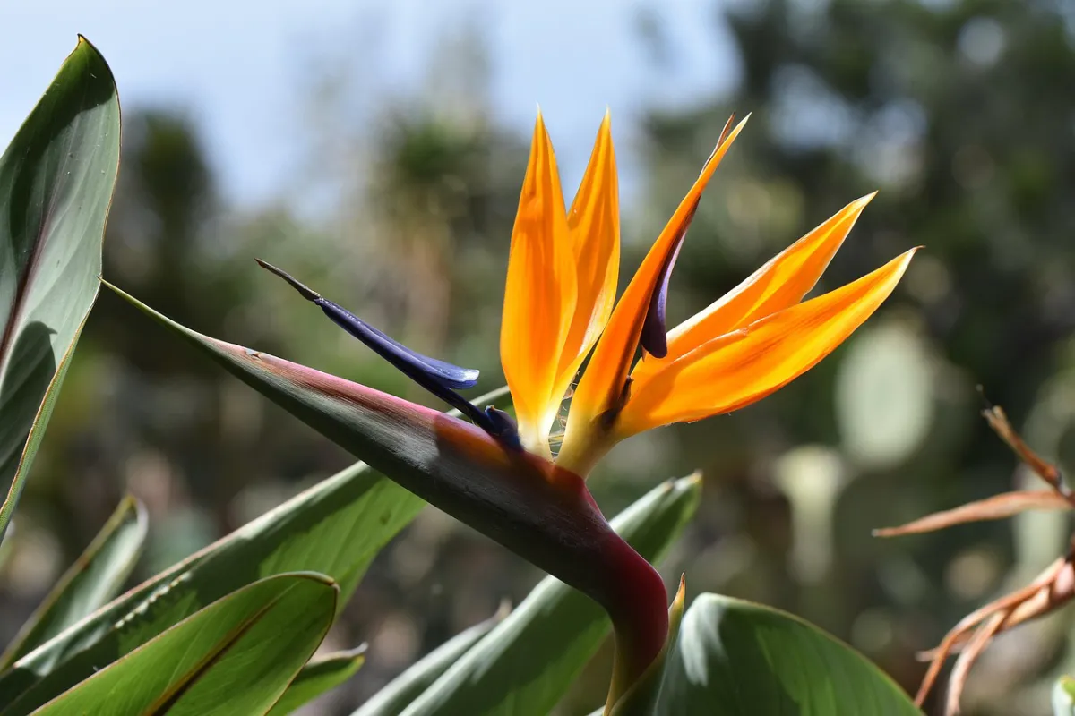 Botanische Gärten