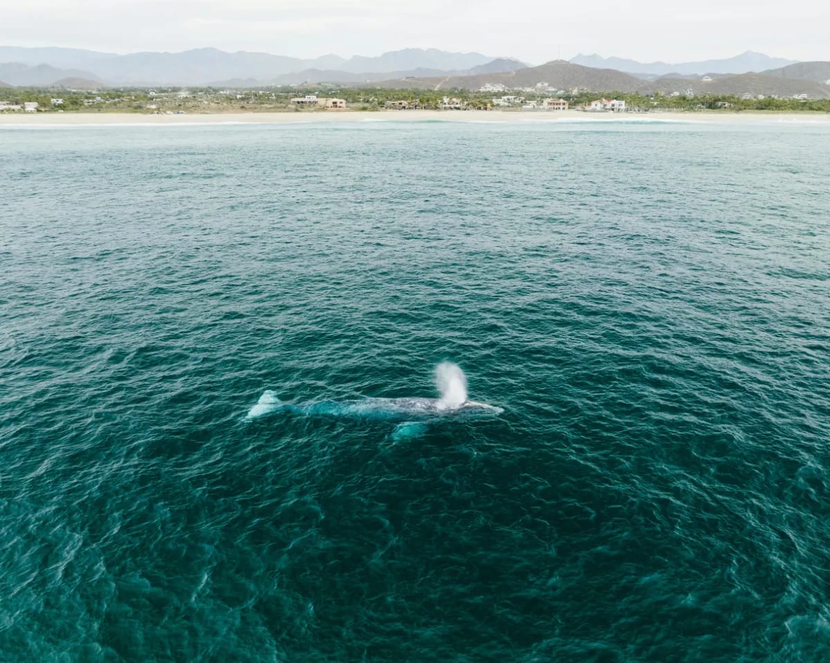Whale Watching in Baja California