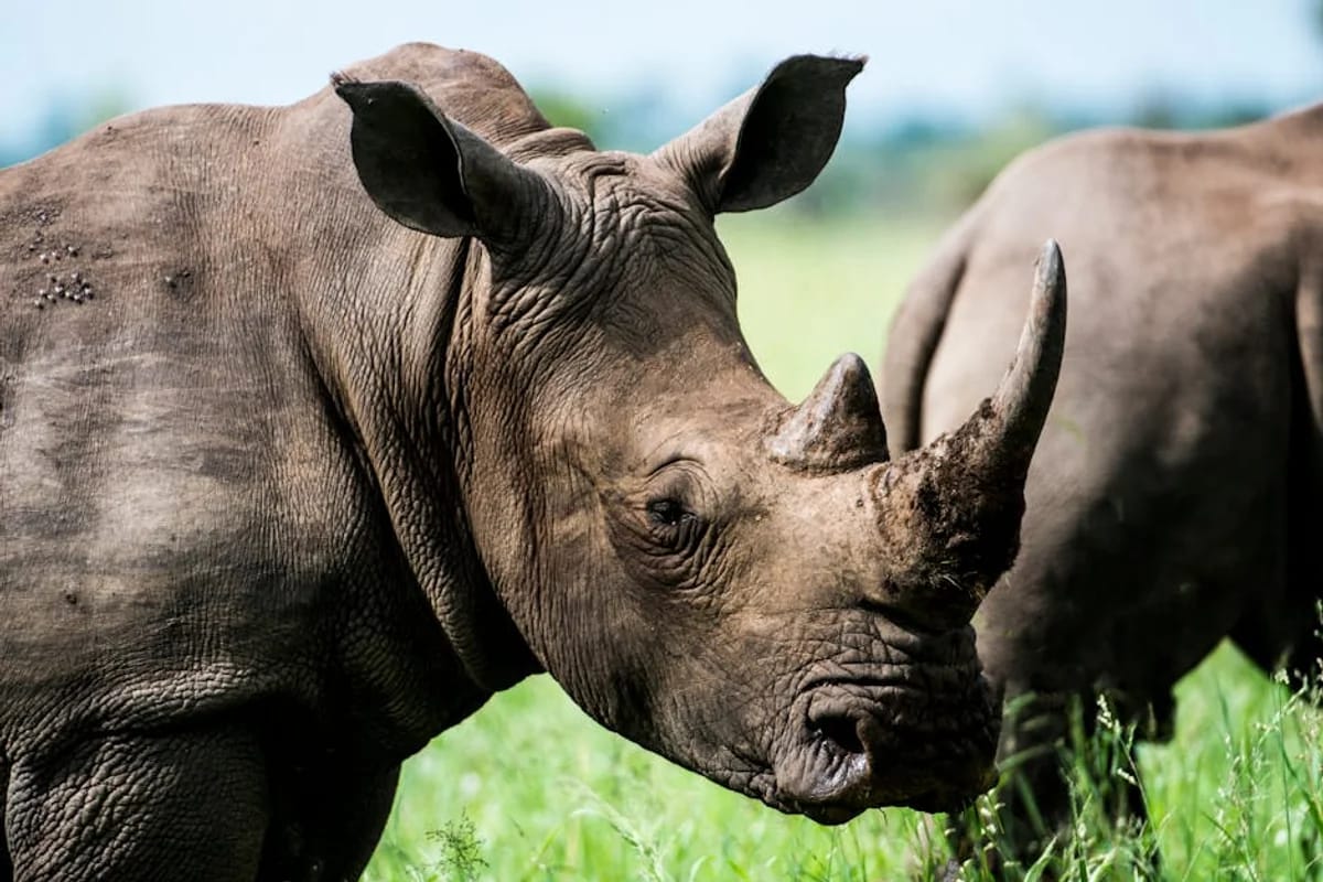 Wildlife-Safari im Chitwan