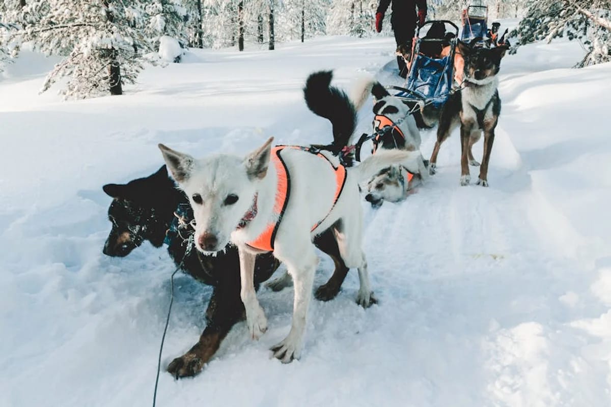 Winter-Aktivitäten