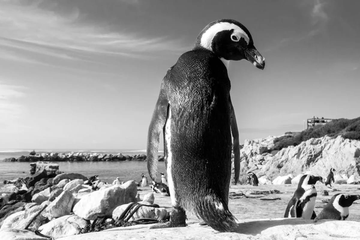 Wildtierbeobachtung