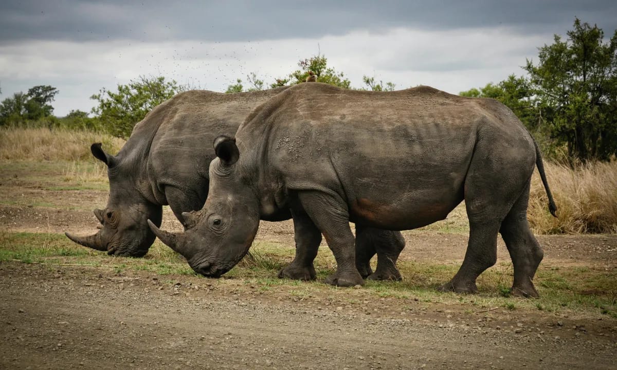 Safari im Kruger-Nationalpark