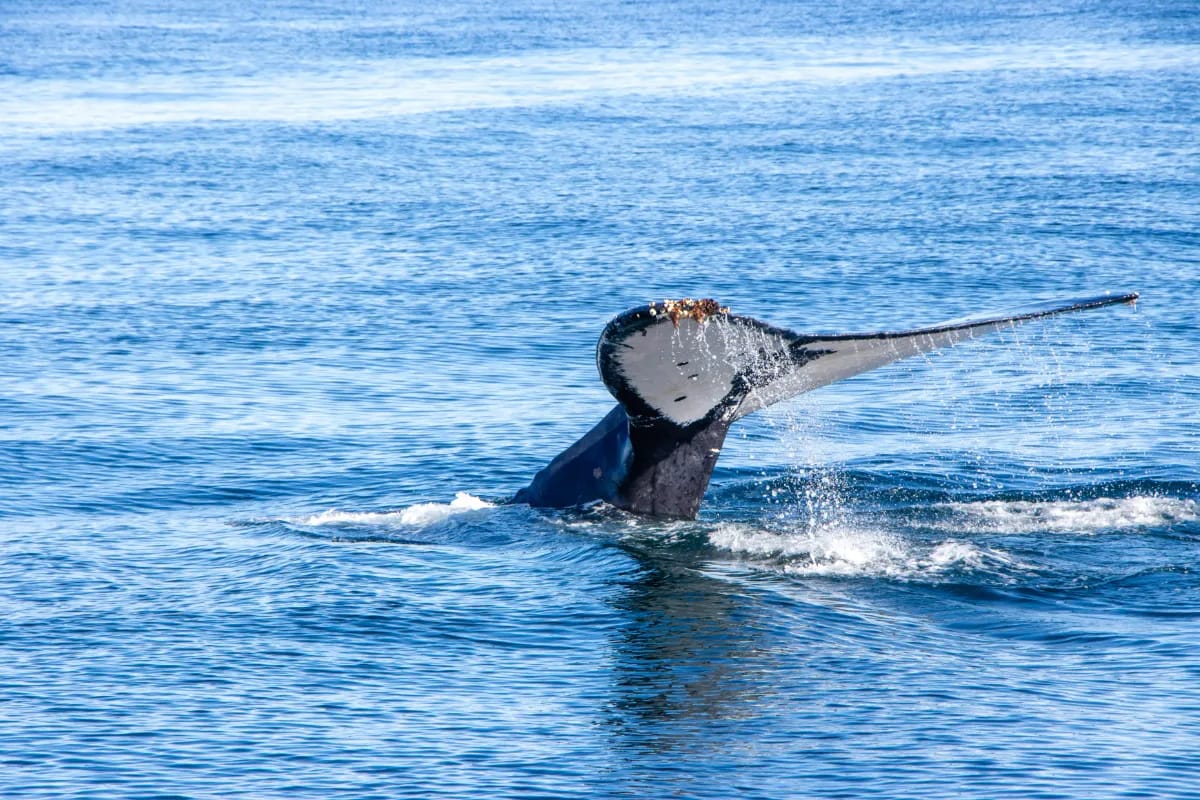 Walbeobachtung in Hermanus