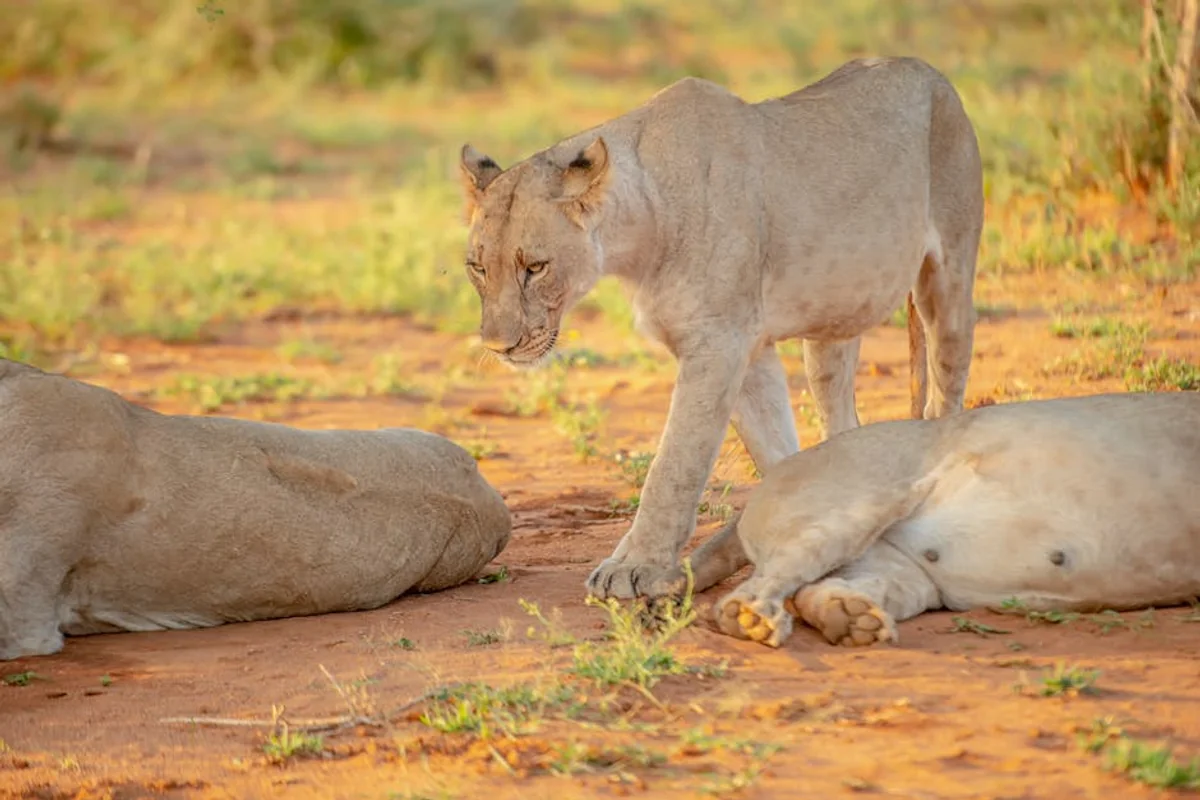 Safari in der Serengeti