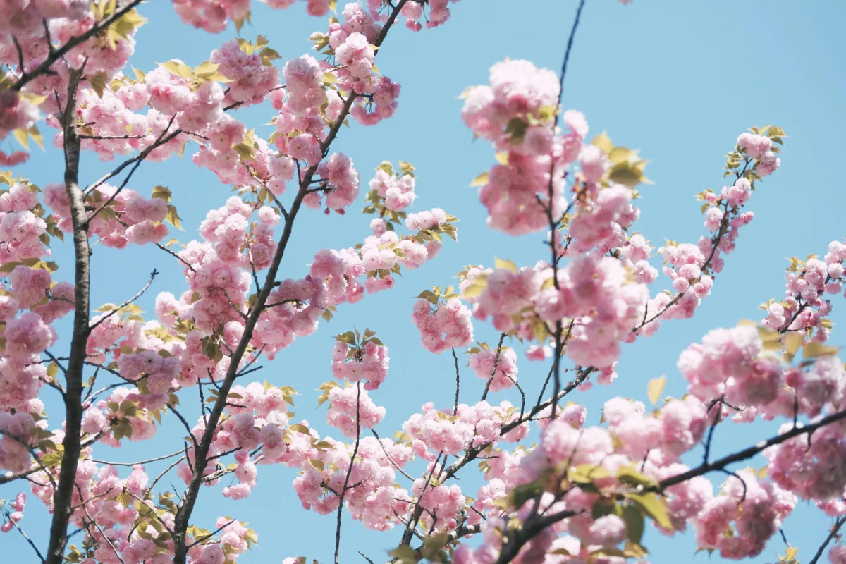 Kirschblüten-Viewing (Hanami)