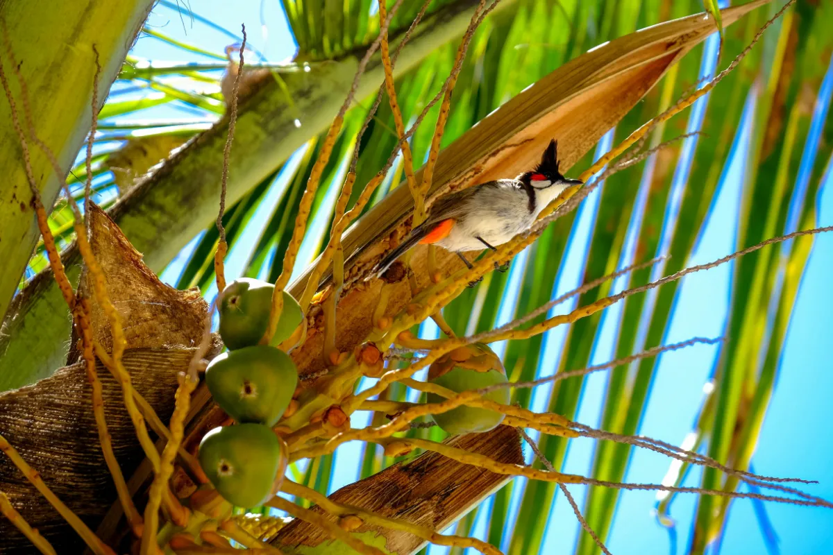 Landschaft von Mauritius während der optimalen Reisezeit