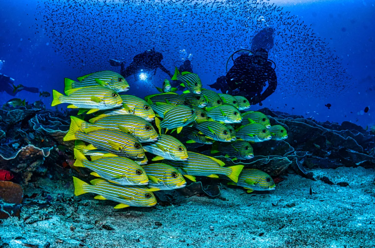 Landschaft von Raja Ampat während der optimalen Reisezeit