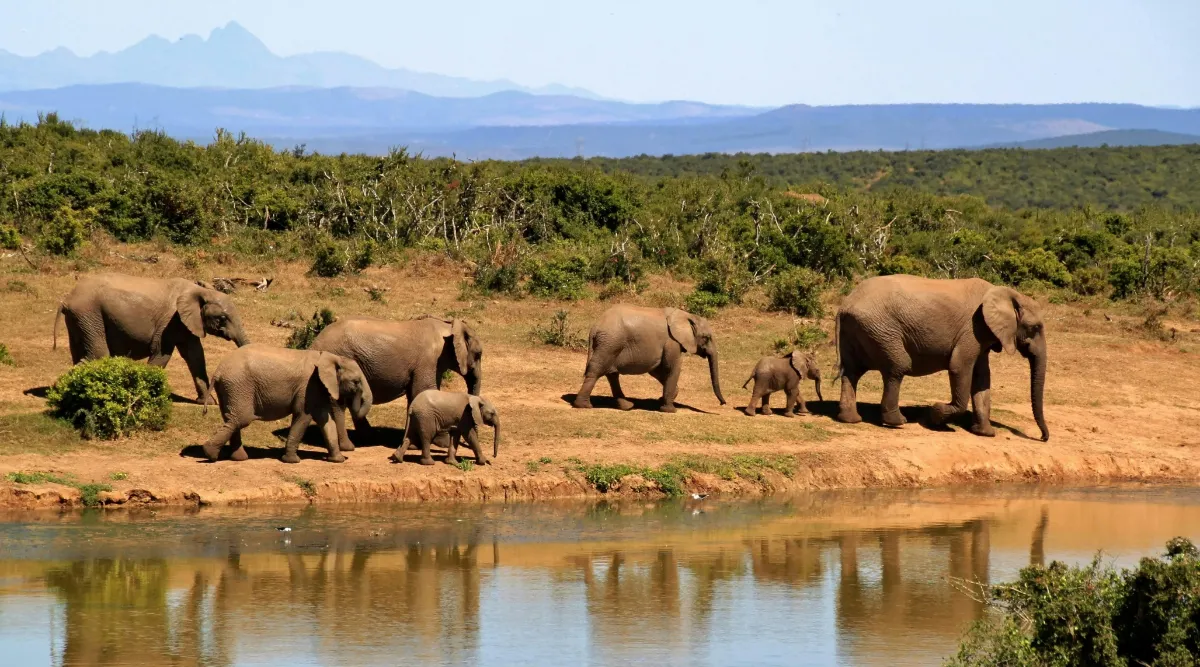Optimale Reisezeit für Südafrika