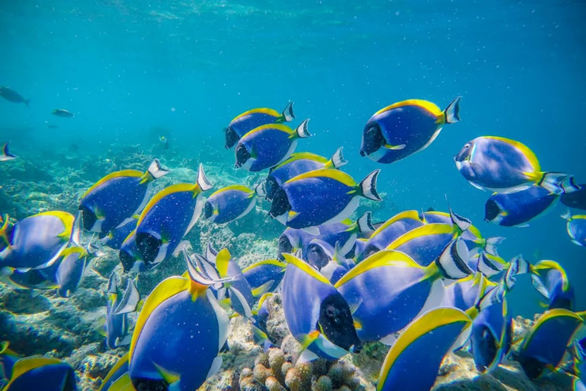 Schnorcheln und Tauchen