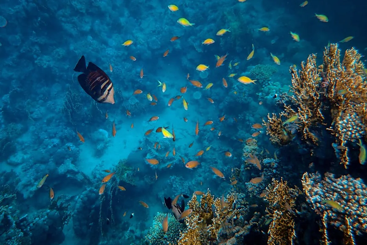 Schnorcheln und Tauchen