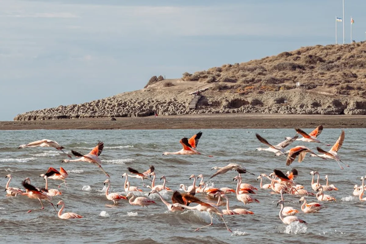 Flamingo-Beobachtung