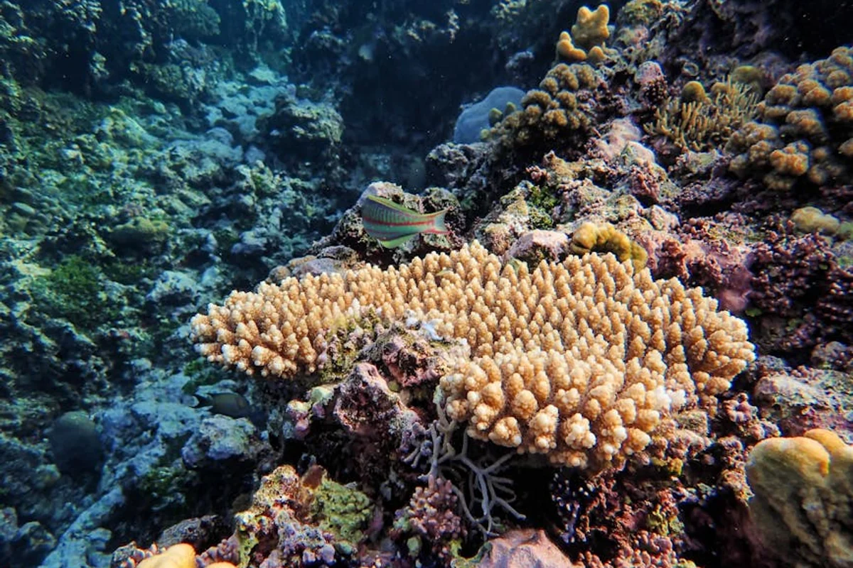 Schnorcheln für Jedermann