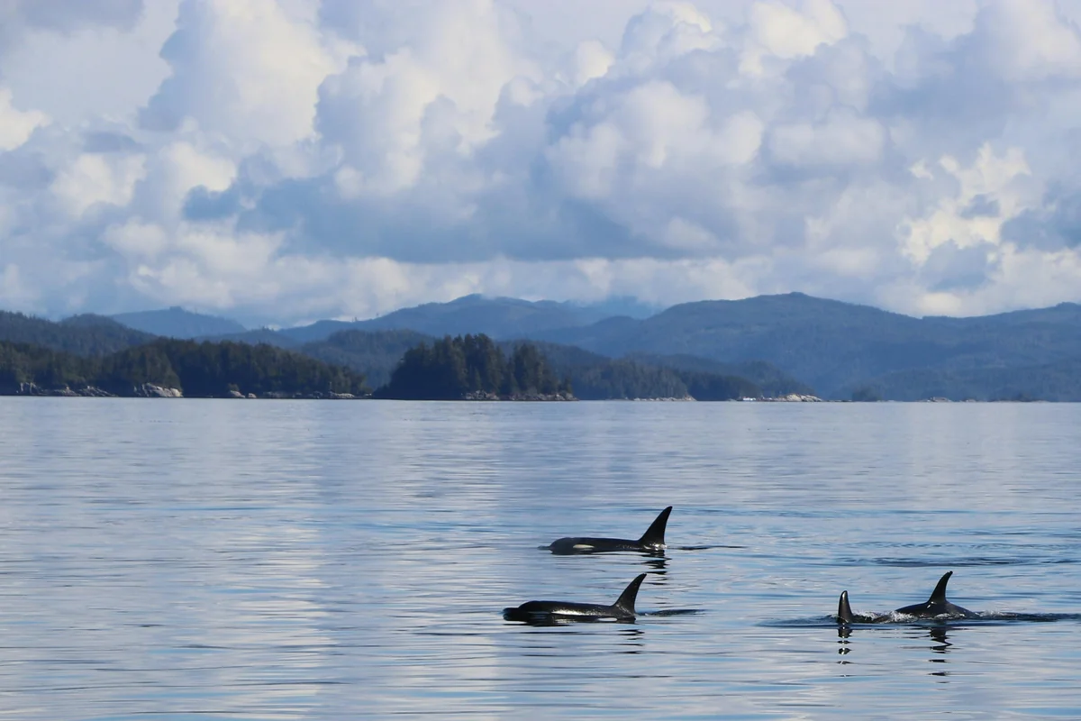 Walbeobachtung & Tierwelt