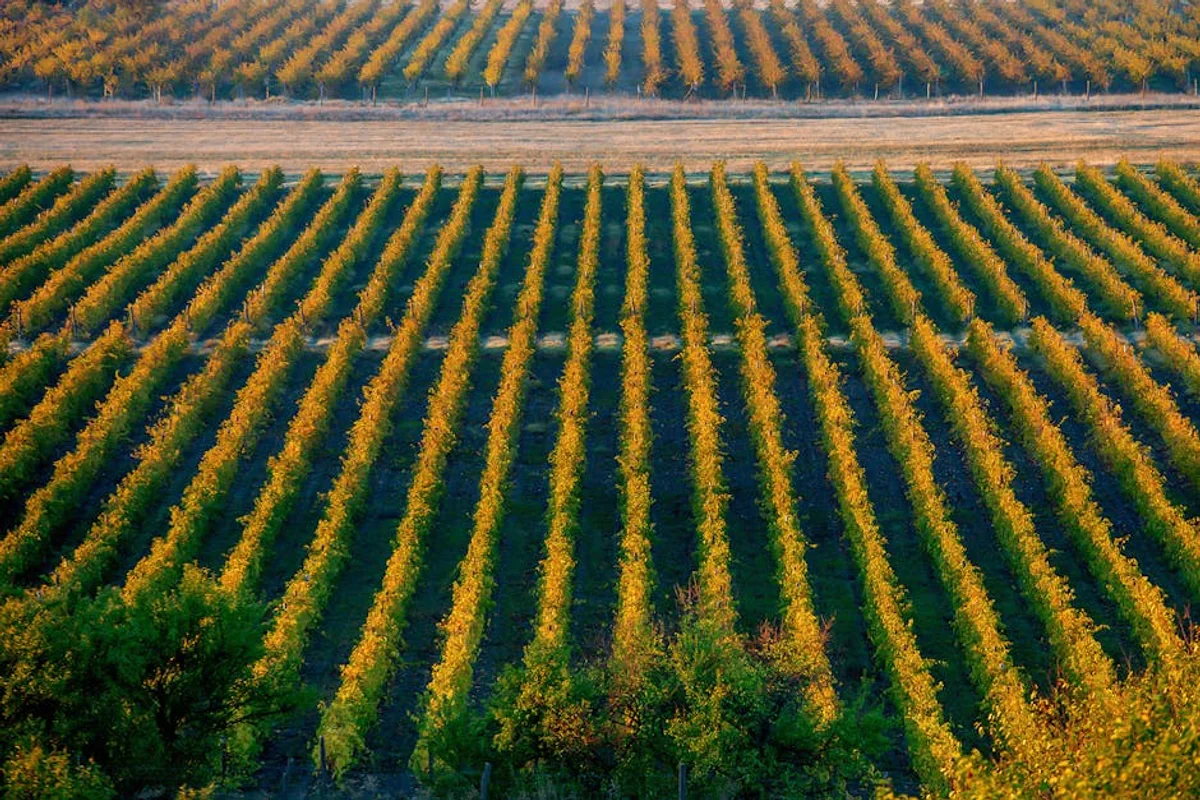 Weintouren & Verkostungen