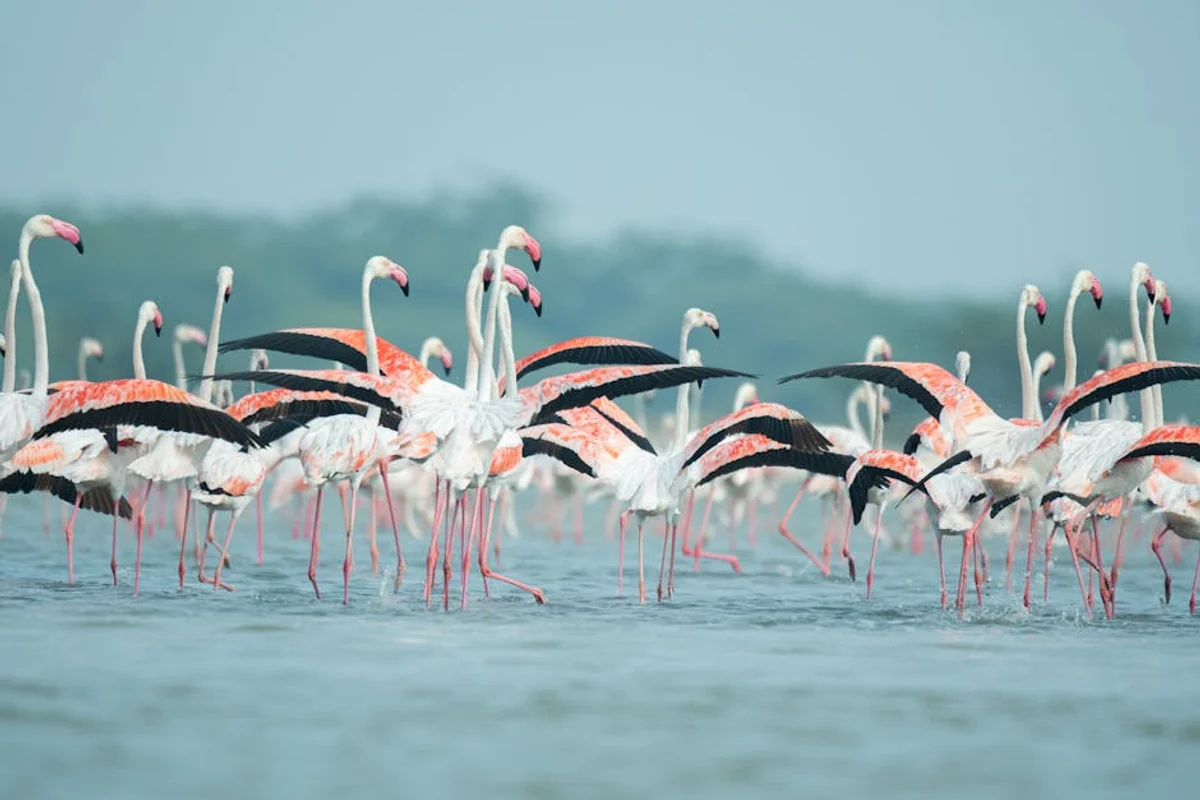 Doñana Nationalpark Safari