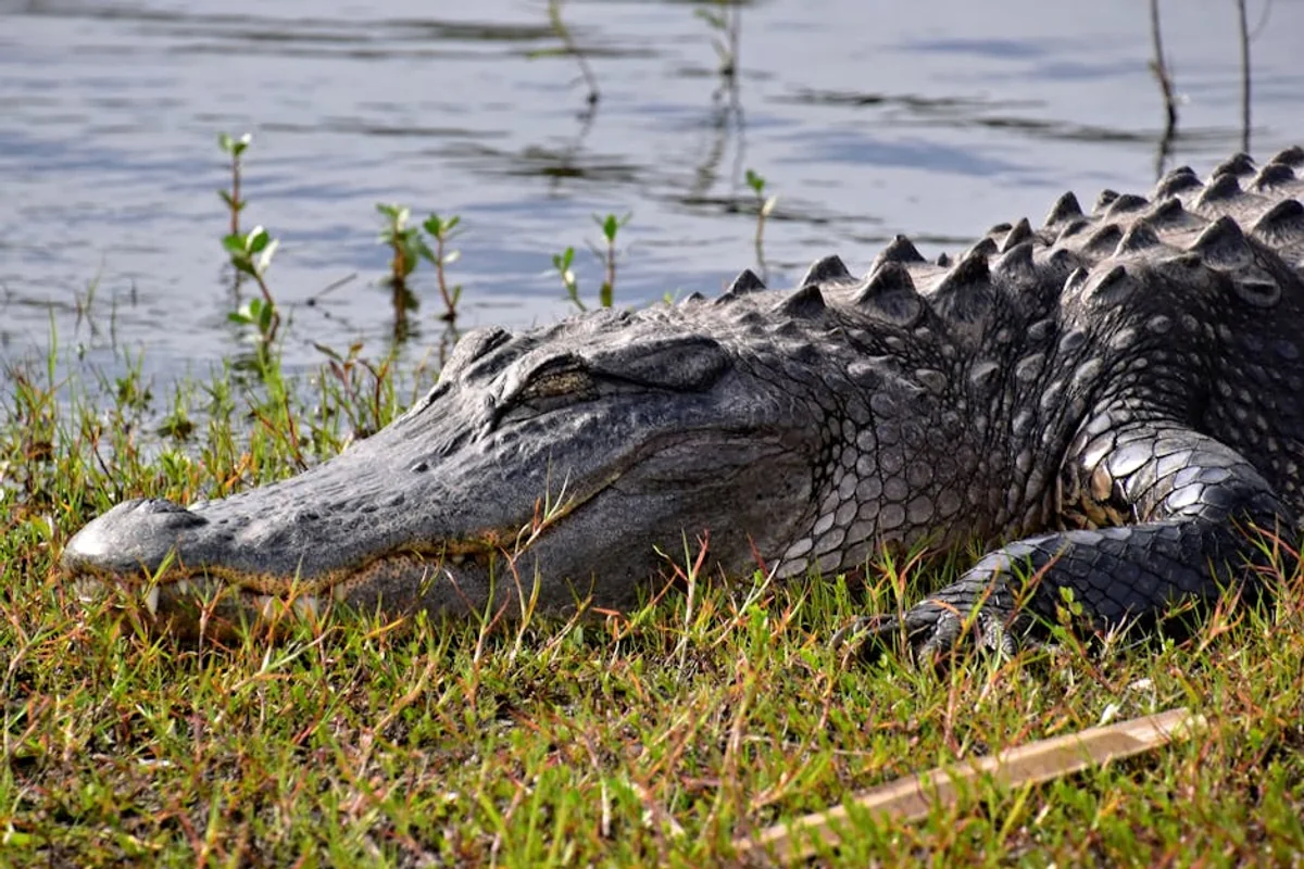 Landschaft von Florida während der optimalen Reisezeit