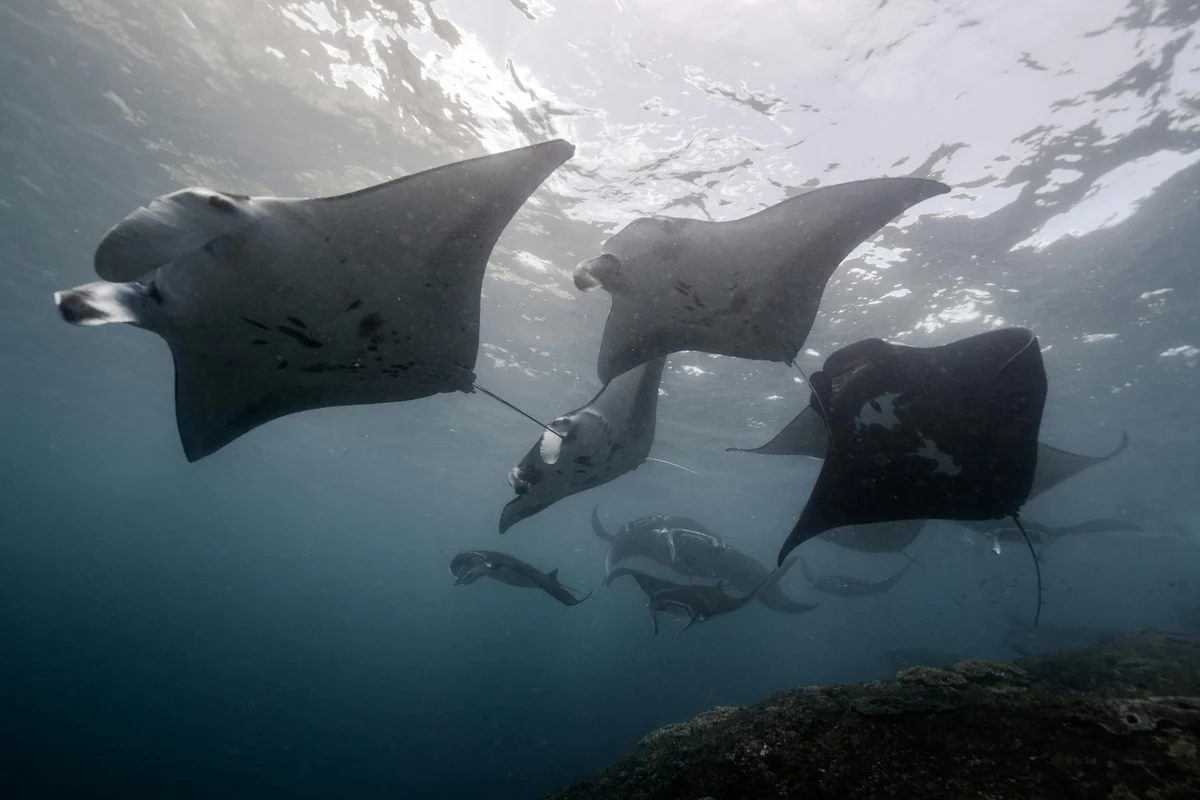 Tauchen & Schnorcheln (Weltklasse)