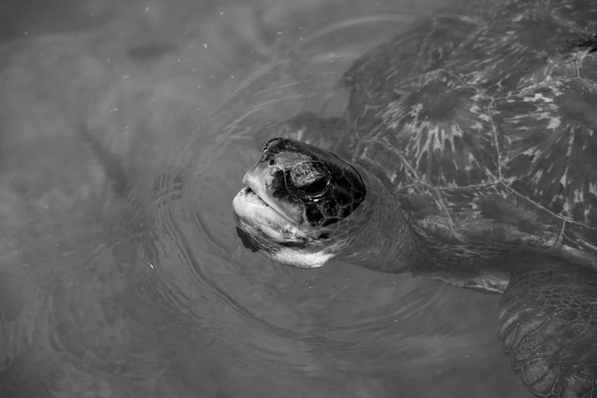 Meeresschildkröten beobachten