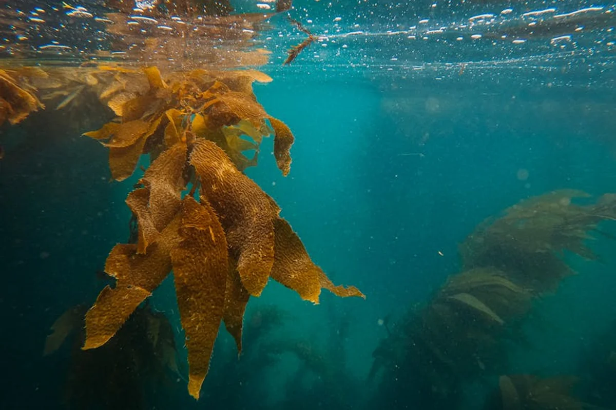 Schnorcheln am Rabbit Beach