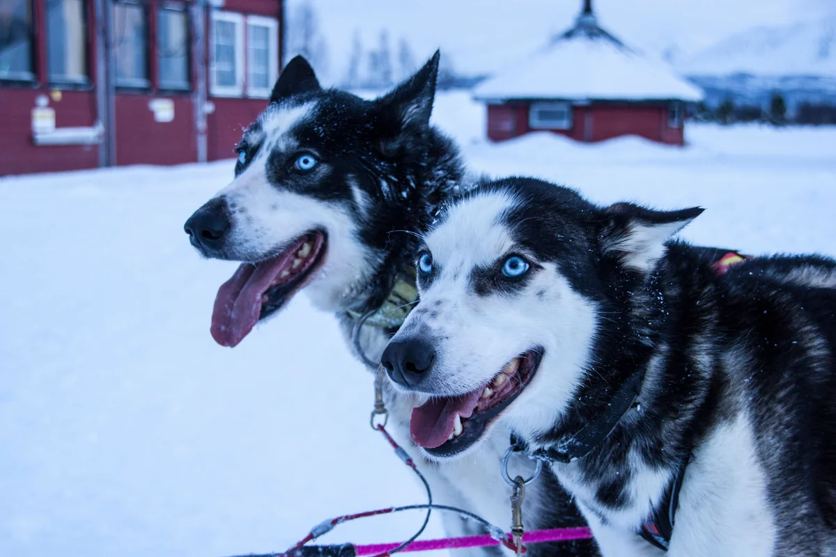 Husky-Schlittenfahrt