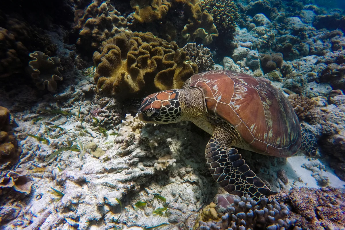 Schnorcheln & Tauchen (Gili-Inseln)