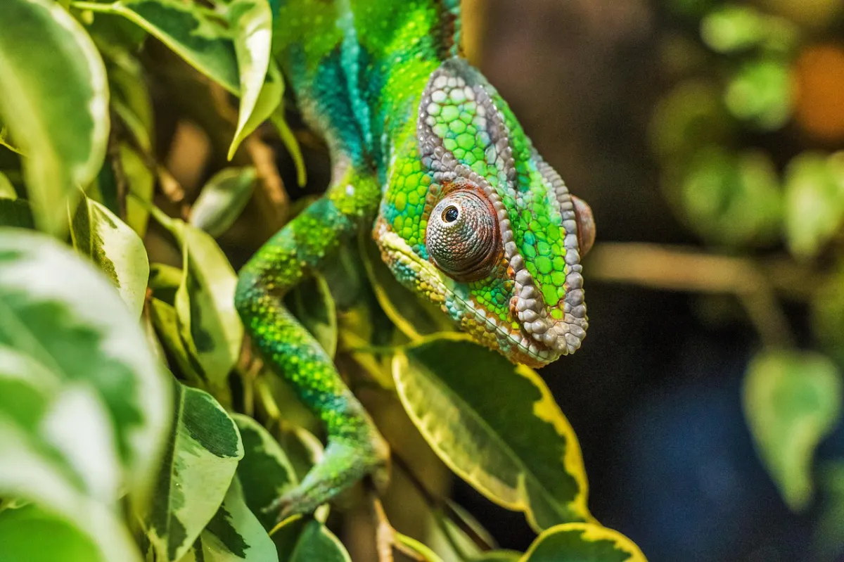 Optimale Reisezeit für Madagaskar