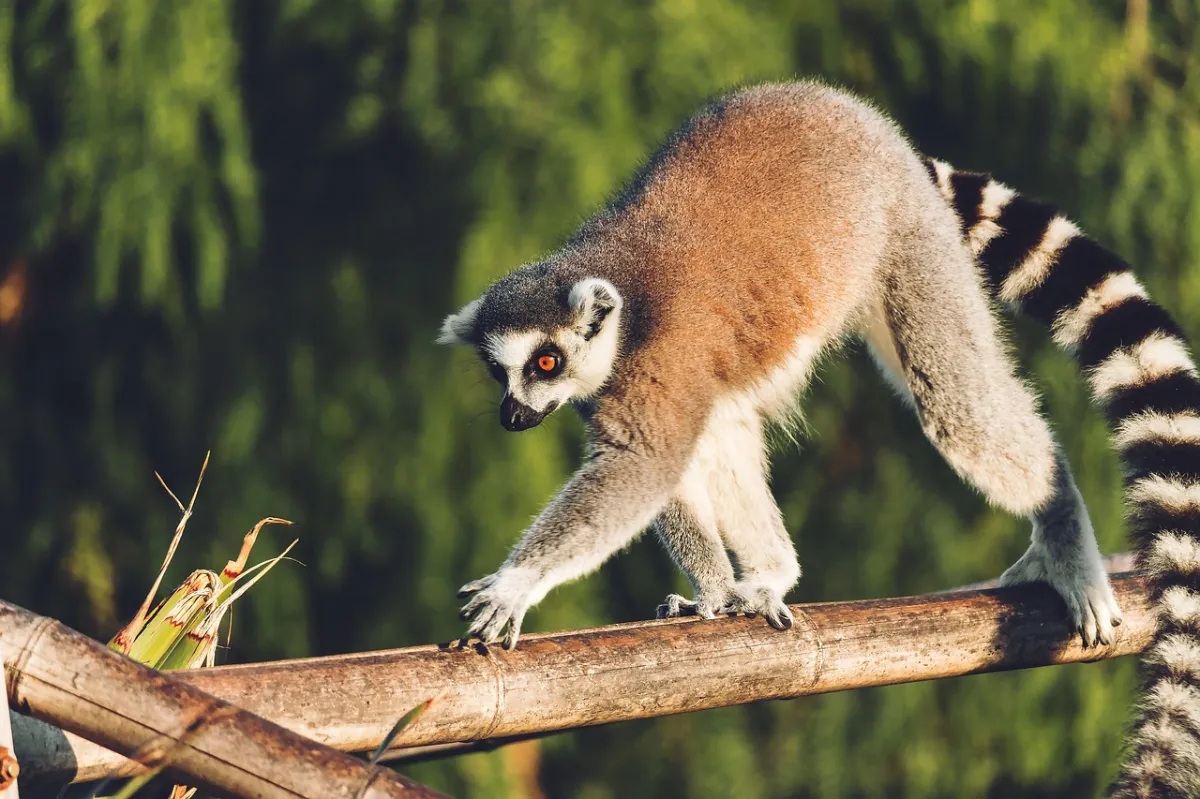 Landschaft von Madagaskar während der optimalen Reisezeit