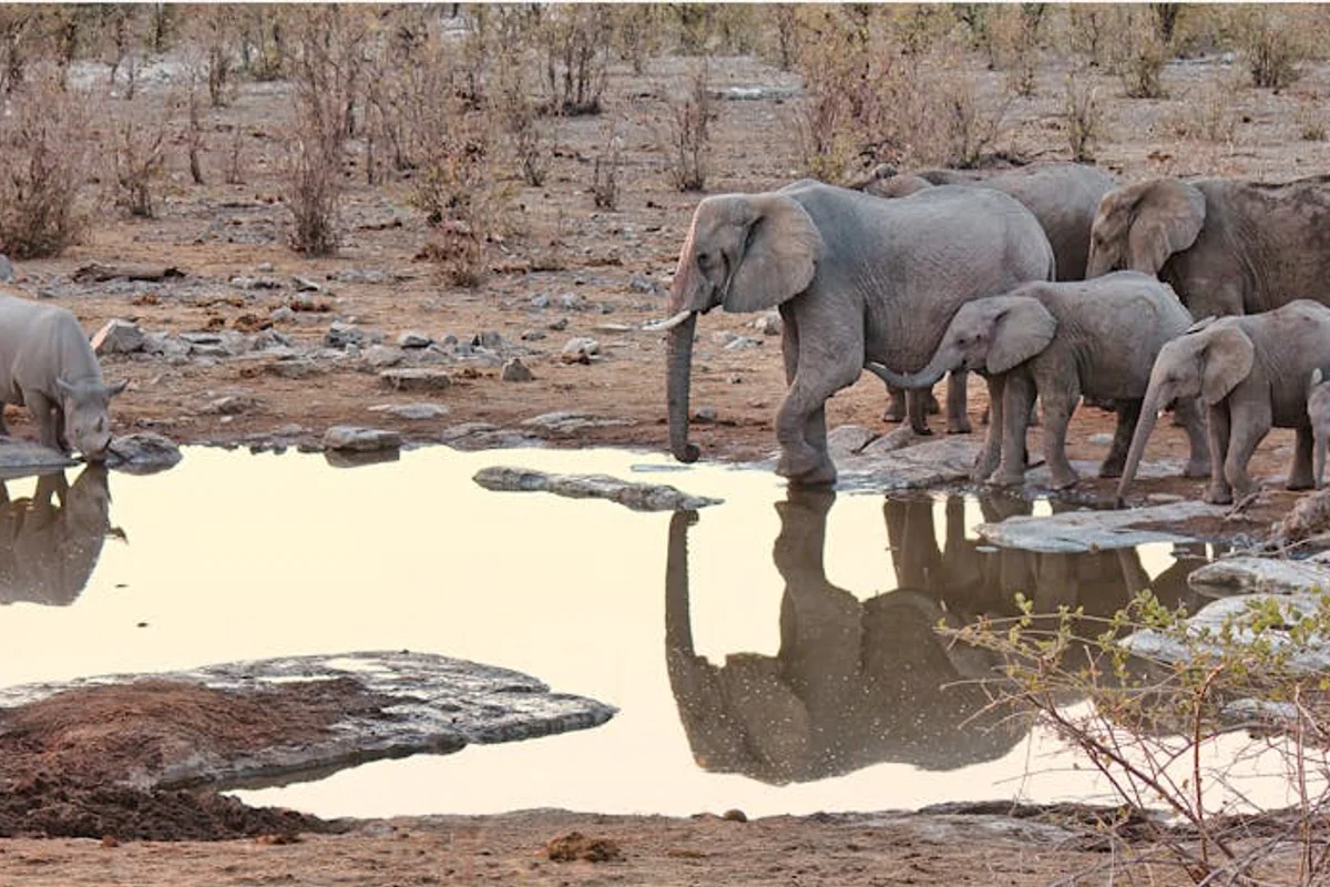 Safari im Etosha-Nationalpark