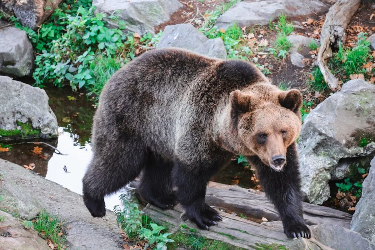 Wildtiere beobachten